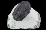Bargain, Morocops Trilobite - Visible Eye Facets #91917-1